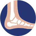 The ankle
